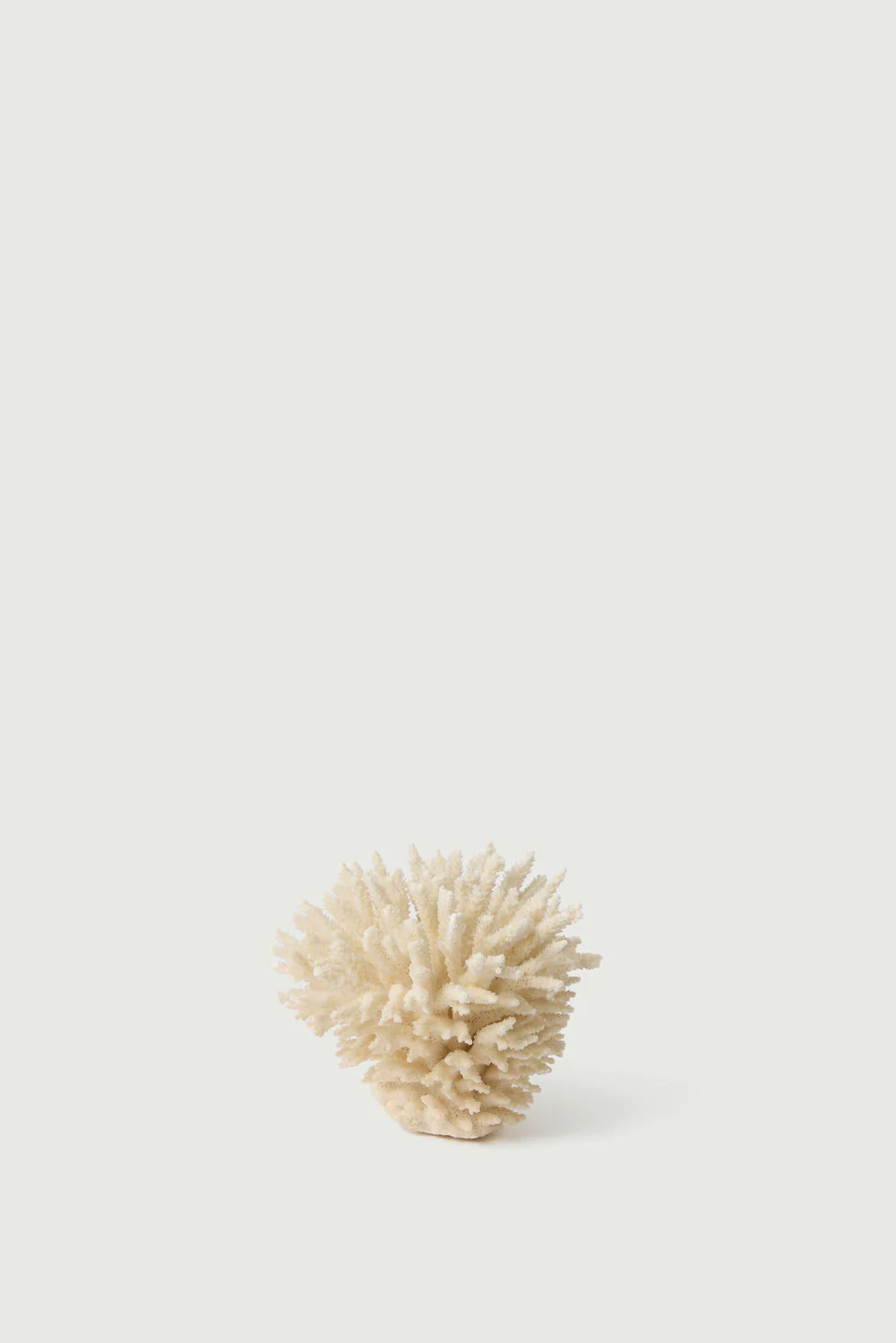 WHITE CORAL BRANCH